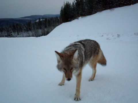 how to locate coyotes