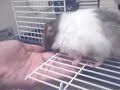 Hamster Ballies