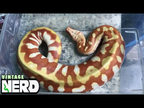 YouTube reptile video