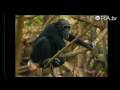 Our Chimp Ancestry - Frans Lanting and Christine Eckstrom