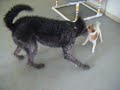 Wolfhound and Jack Russell Terrier - Mismatch?