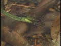 Ants Kill Green Snake