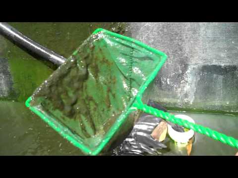 how to grow zooplankton