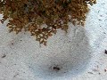 Large red ant vs antlion.