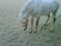 VID 00013-20091121-1626.3GP