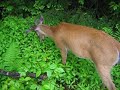 Jerry Donahue in Northern New Hamphire with a deer Part II