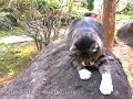 kitty cat song 02 「tsuneo tv+miette one」