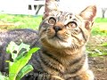 kitty cat song 02 「tsuneo tv+miette one」