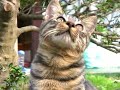 kitty cat song 02 「tsuneo tv+miette one」
