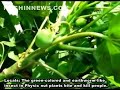 Insects bred in bio-diesel plants kill people