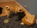 Rascal and Kritter wrestle