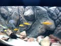 110gal. Malawi tank night shot