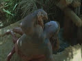 Tarzan the Ape Man Tarzan the Ape Man
