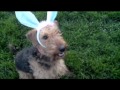 Chicago Dog Agility... View Video