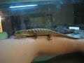 Huge Alligator Lizard Huge Alligator Lizard