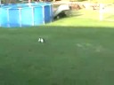 Reggie chasing Abby