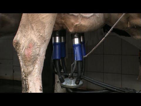 Landwirtschaft: Hightech auf dem Feld und im Kuhsta ...