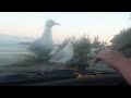 Like How to Troll Seagulls  -  Funny video for Thursday, 22 September 2011 on facebook