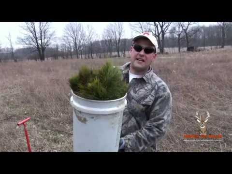 how to fertilize white pine trees