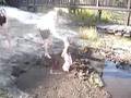 videos de Stuck in the mud