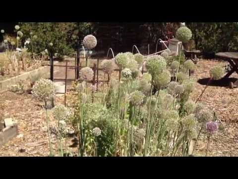 how to harvest adenium seeds