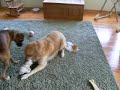 Boxer and Golden Retriever at play Boxer and Golden Retriever at play