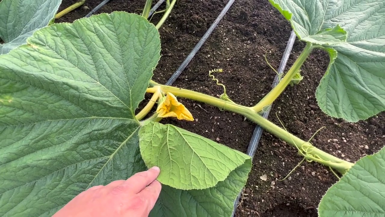 Grow a GIANT pumpkin – 6/21/22 Update