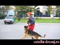 Heel work with German Shepperd Reich