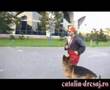 Heel work with German Shepperd Reich