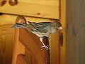 Canary/Canari/Kanarienvogel Bird/oiseau/Vogel