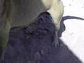 videos de la maruca perreando