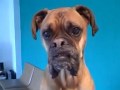 OSCAR THE BOXER'S 5TH BIRTHDAY