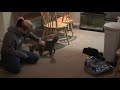 Cat Playing Fetch