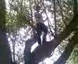 syrians on the tree...