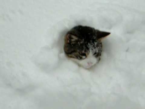 Elaine burrows in snow