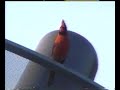 wild bird singing (Cardinal)