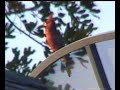 wild bird singing (Cardinal)