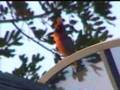 wild bird singing (Cardinal)