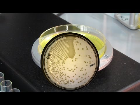 how to isolate single colonies of bacteria