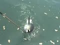 2 Big Tunas 2 Big Tunas