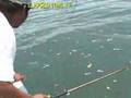 2 Big Tunas