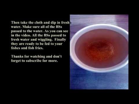 how to harvest brine shrimp