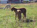 NeckWrestlingAlpaca