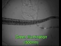 Neuron's function revealed