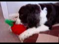 videos de Buddy e seu travesseiro de boca