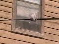 Buddipole Setup