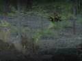 Tigers kill gaur largest of Bovines. Weight 1. Gaur 2 Water buffalo 3 Bison 4 Cape Buffalo