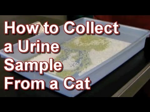 how to collect urine sample from cat