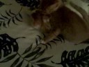 Kitty Love