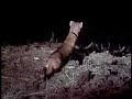 Black-Footed Ferret Black-Footed Ferret